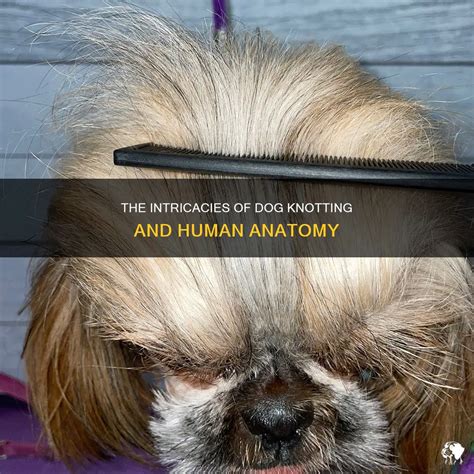 The Intricacies Of Dog Knotting And Human Anatomy 